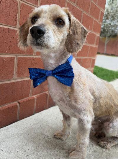 Boog, a Adoptable mixed breed in Arlington, VA image 2/3