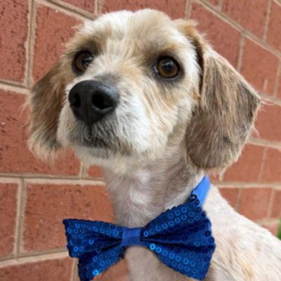 Boog, a Adoptable mixed breed in Arlington, VA image 3/3