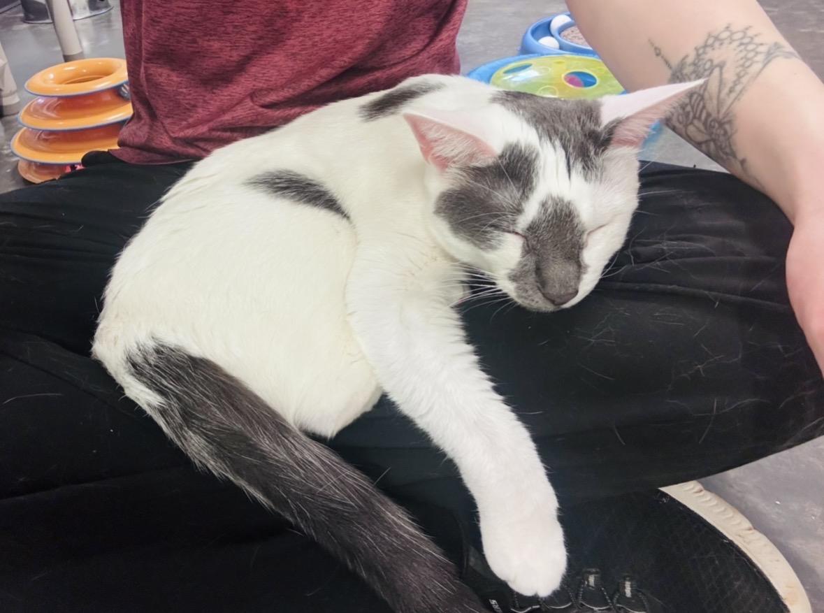 Enlarge Giggles, a Adoptable Domestic Short Hair in Salisbury, NC image 4/6