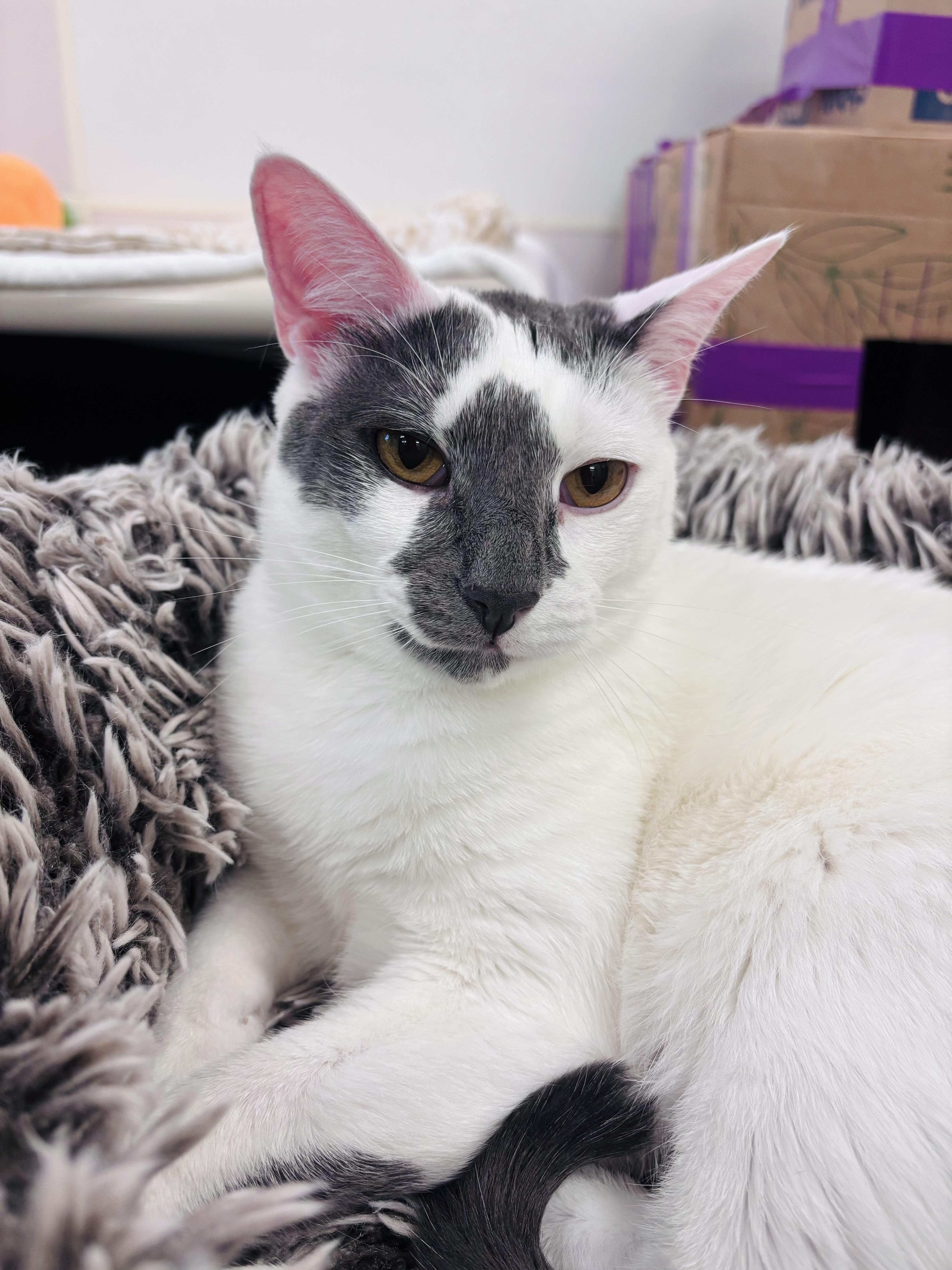 Enlarge Giggles, a Adoptable Domestic Short Hair in Salisbury, NC image 1/6