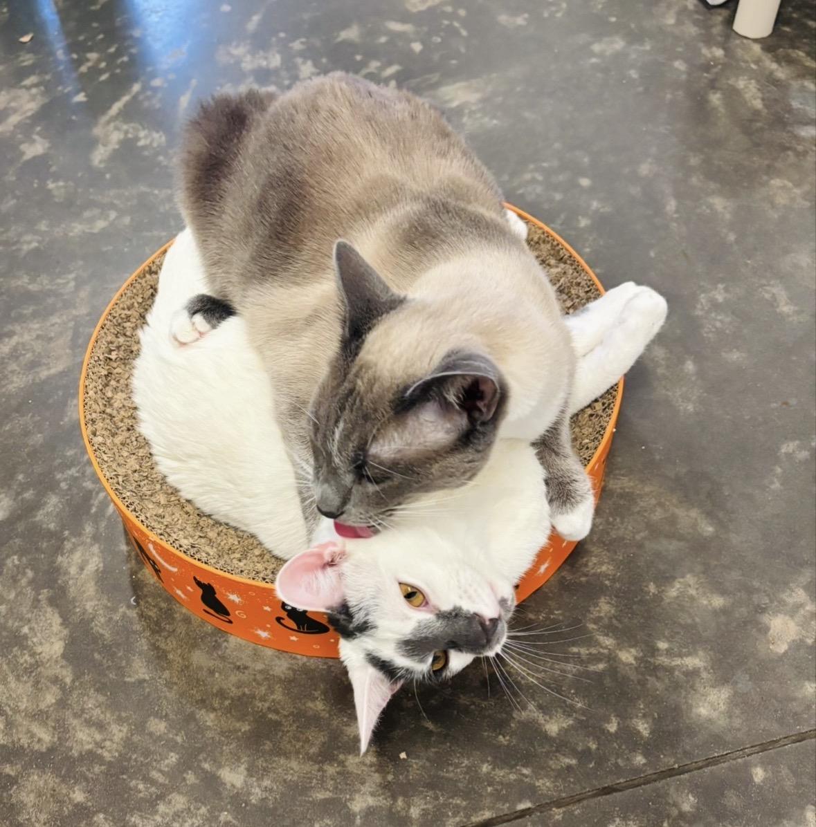 Enlarge Giggles, a Adoptable Domestic Short Hair in Salisbury, NC image 5/6