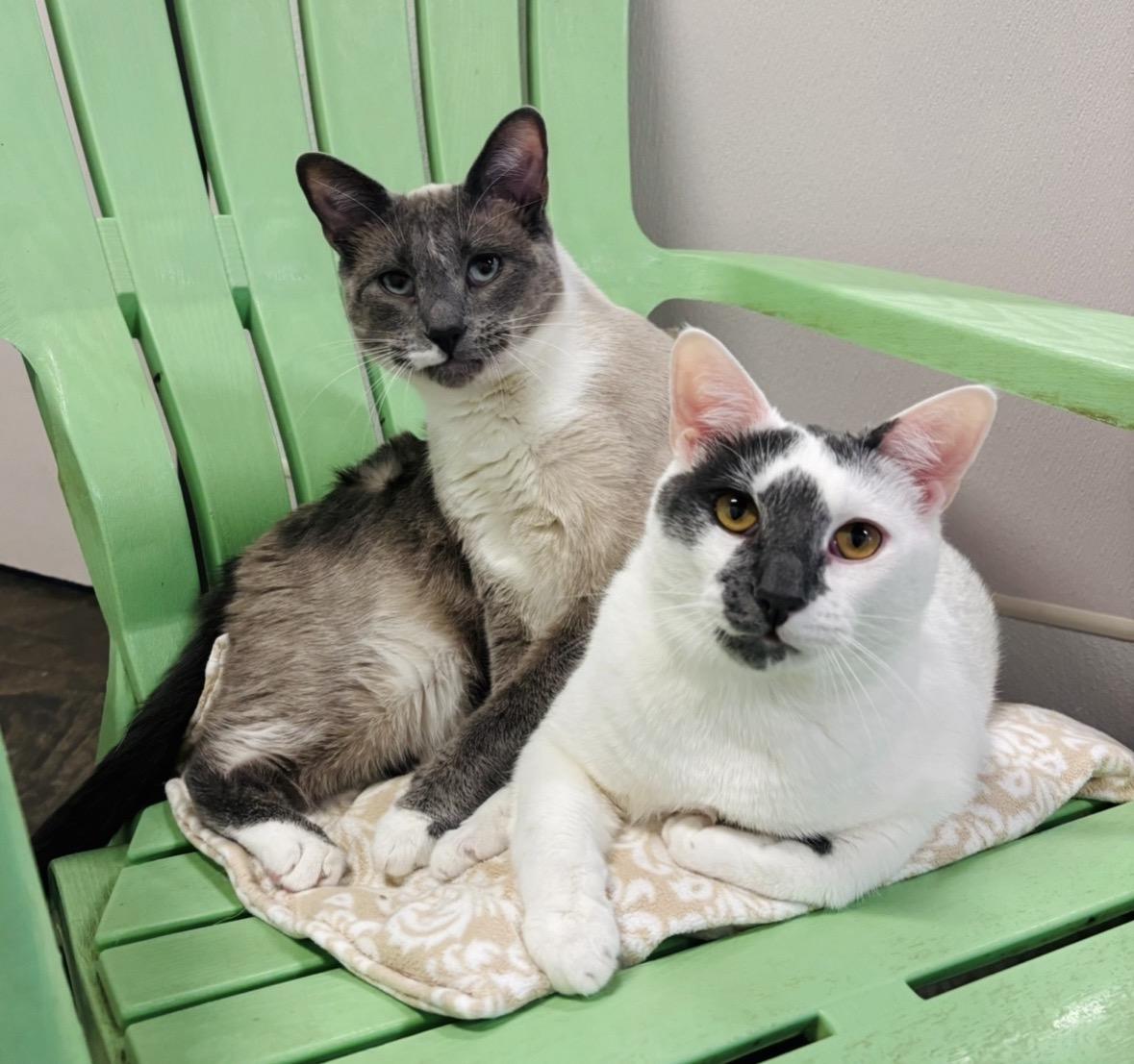 Enlarge Giggles, a Adoptable Domestic Short Hair in Salisbury, NC image 3/6