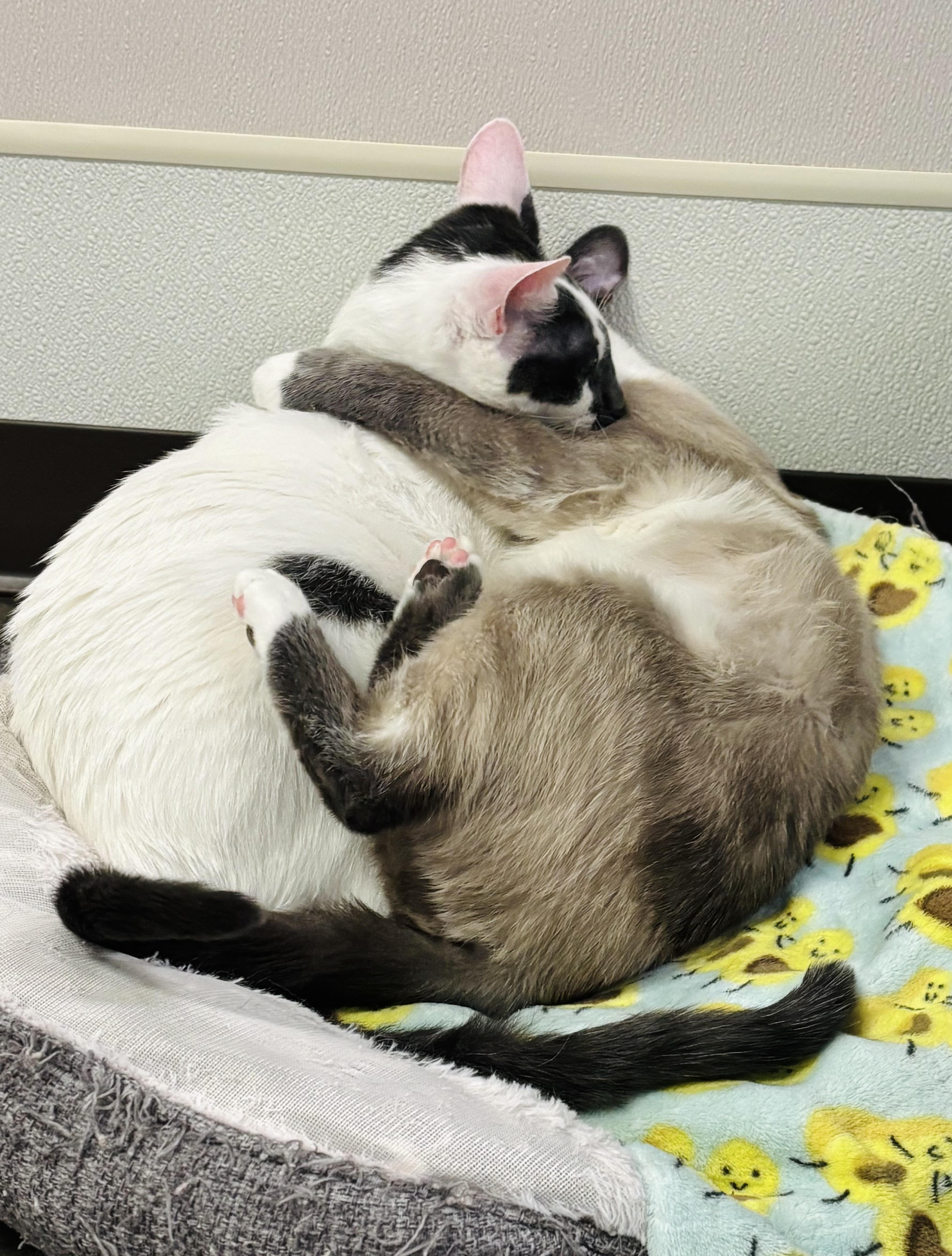 Enlarge Giggles, a Adoptable Domestic Short Hair in Salisbury, NC image 5/6