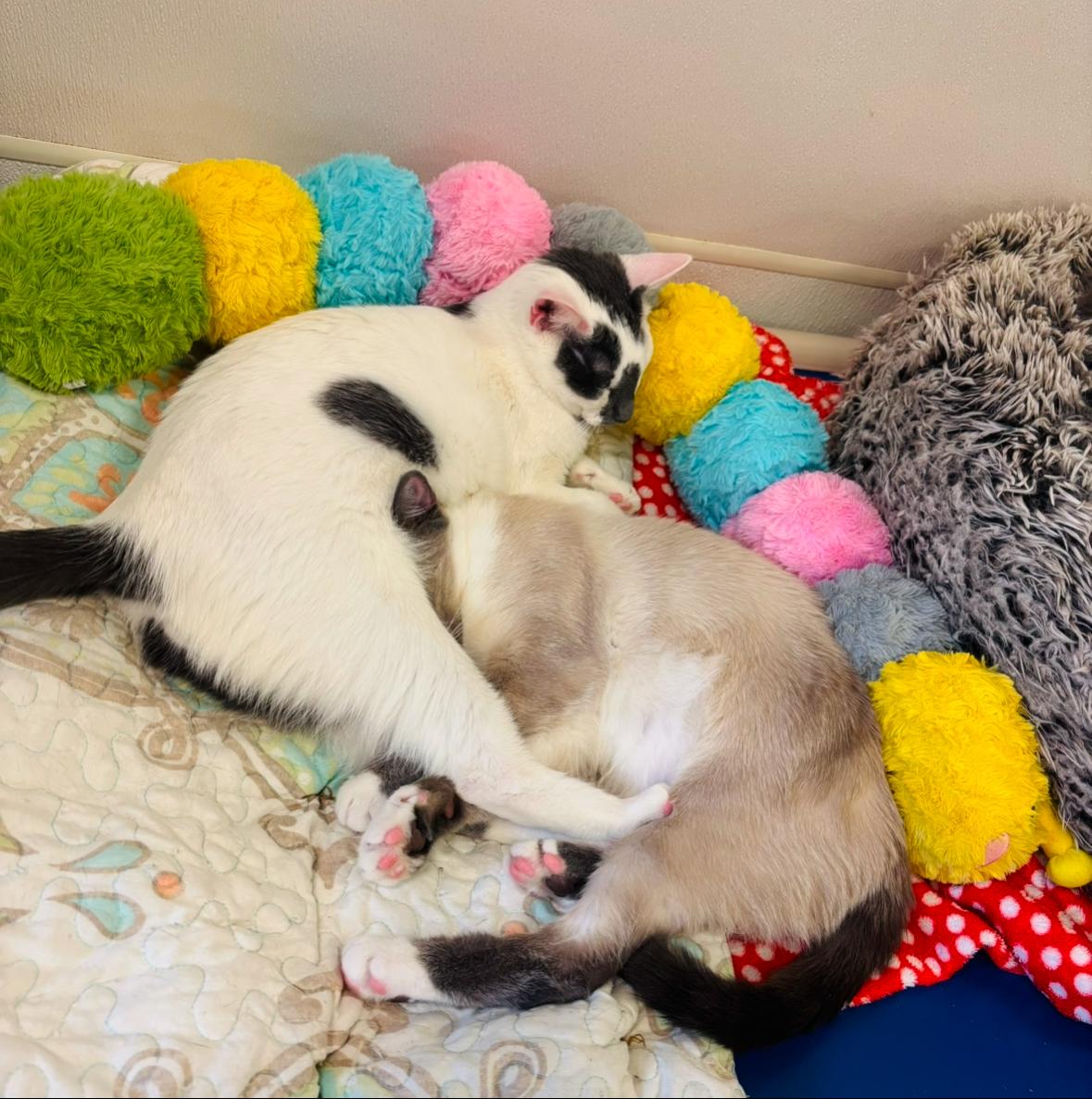 Enlarge Giggles, a Adoptable Domestic Short Hair in Salisbury, NC image 6/6