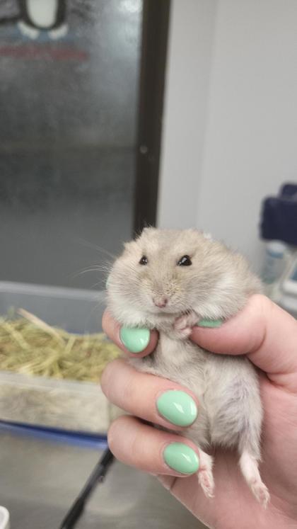 Pashmina (11), Adoptable, Adult Male Hamster & Hamster.