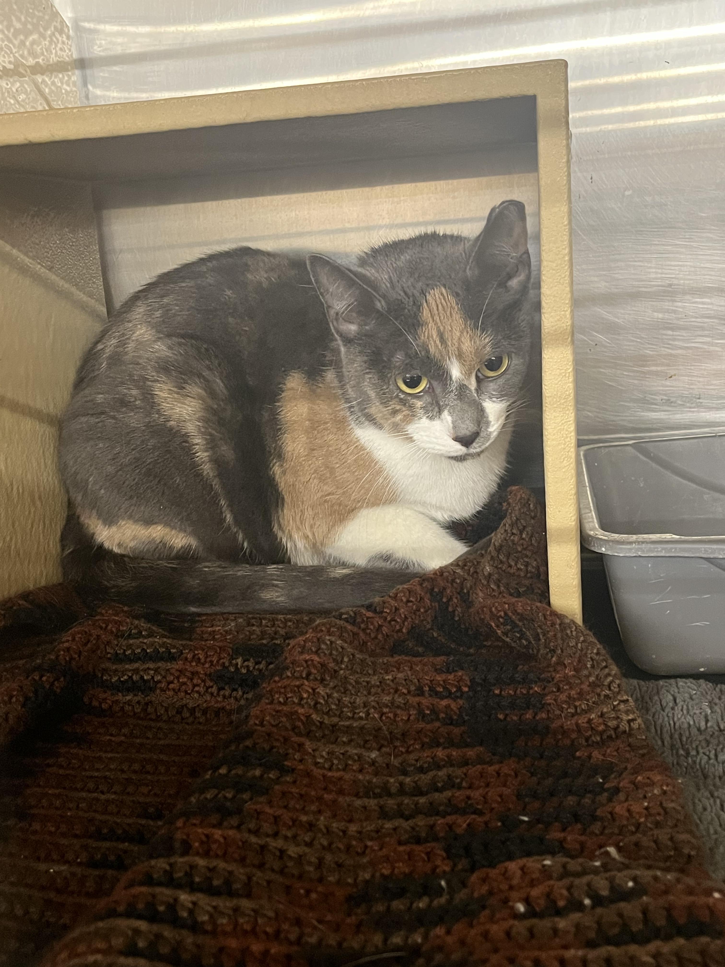 Harvest, Adoptable, Adult Female Domestic Short Hair.