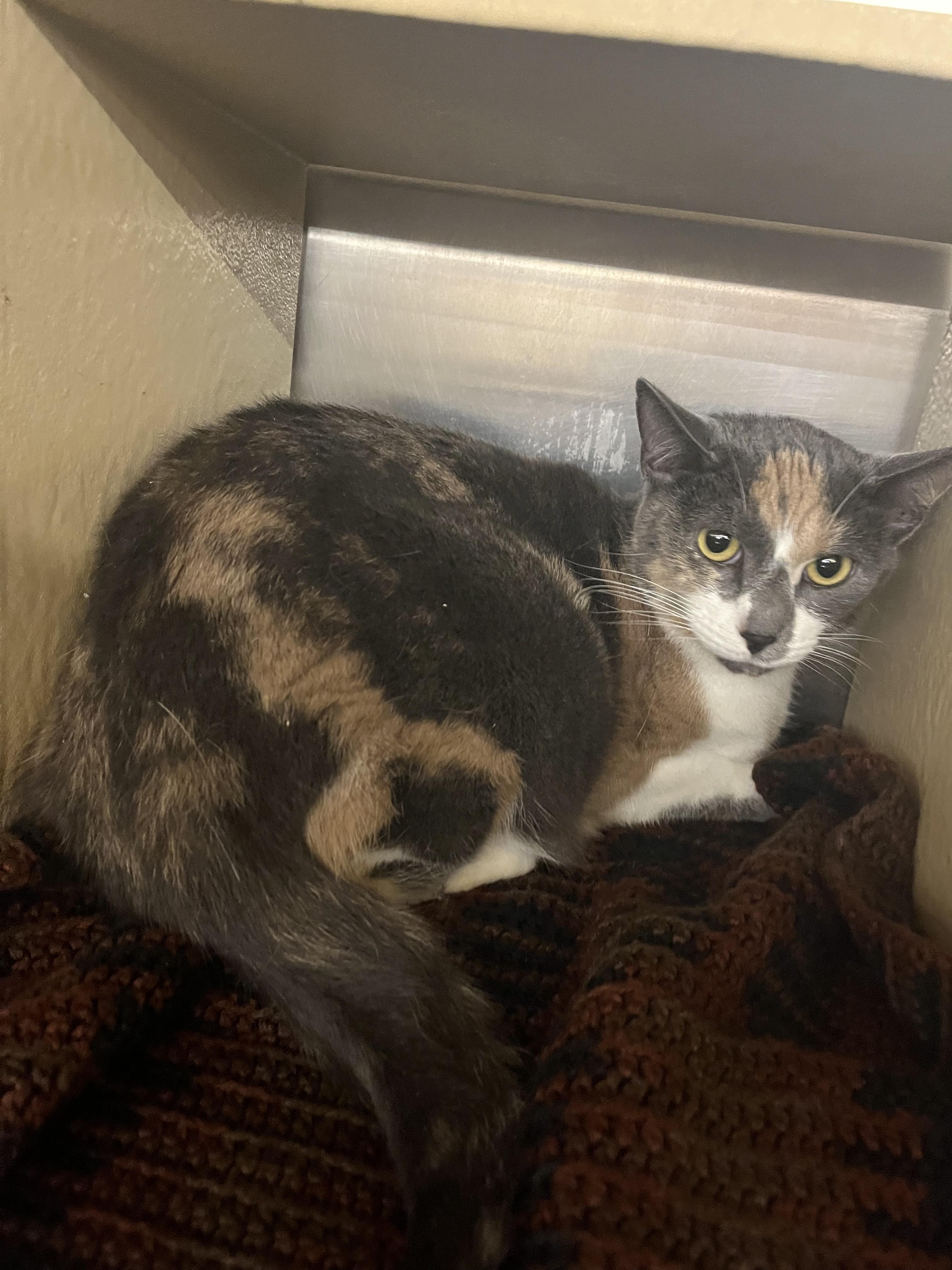 Enlarge Harvest, an adopted mixed breed in South Euclid, OH image 2/5