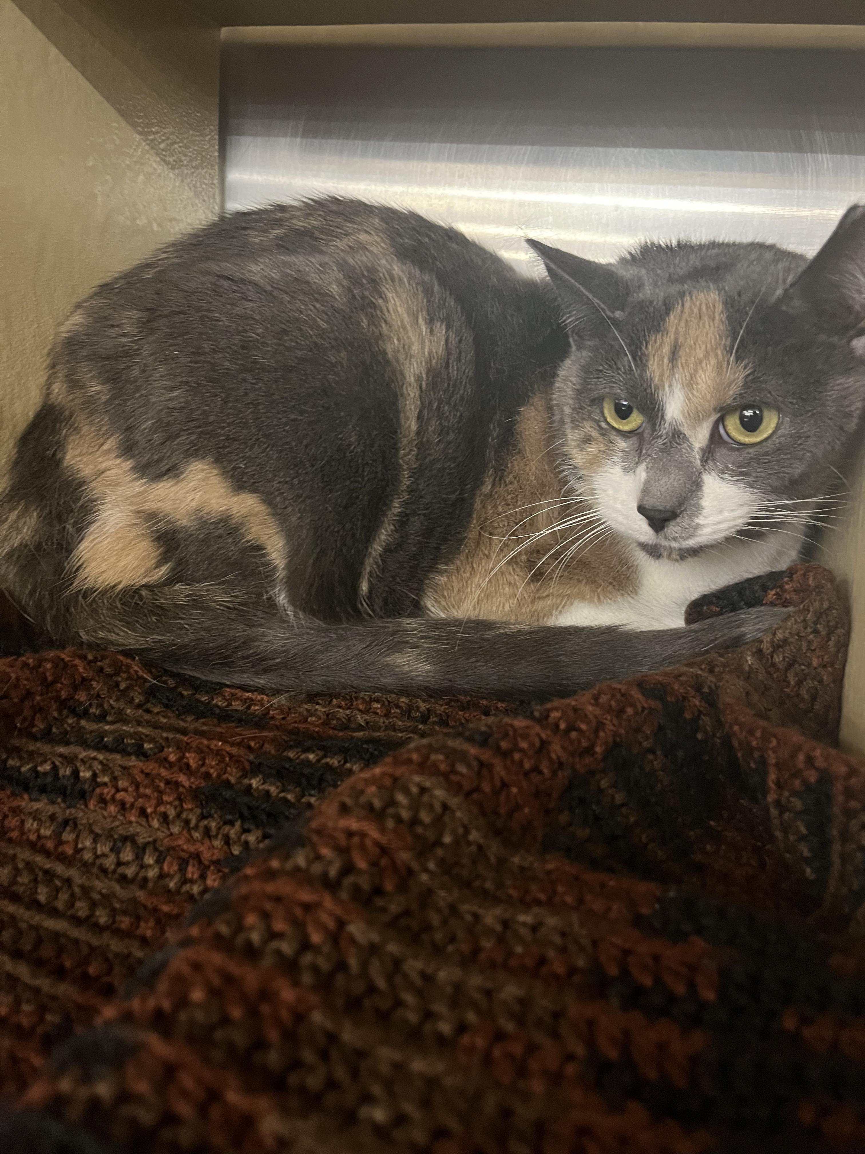 Enlarge Harvest, an adopted mixed breed in South Euclid, OH image 3/5