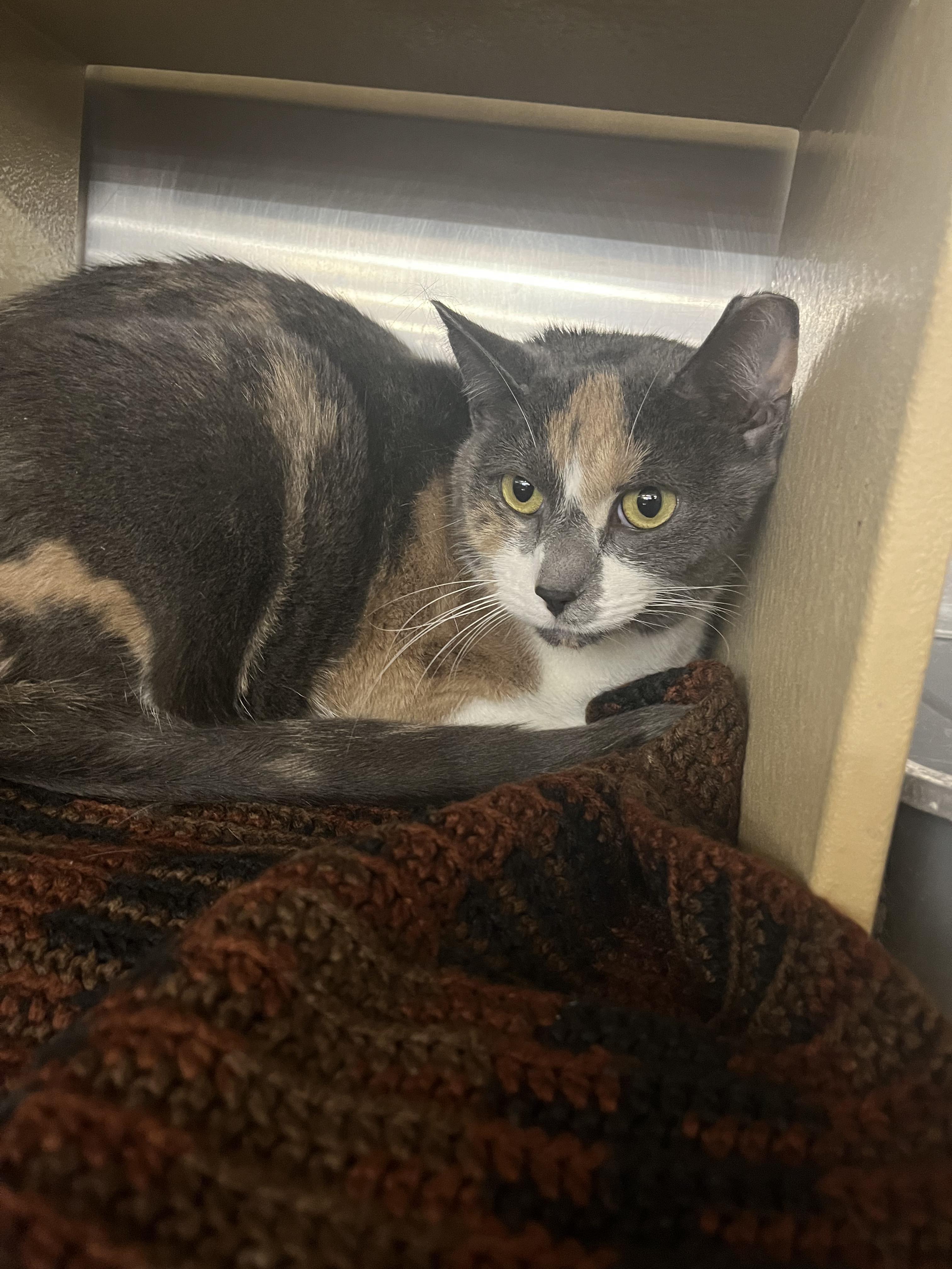 Enlarge Harvest, an adopted mixed breed in South Euclid, OH image 5/5