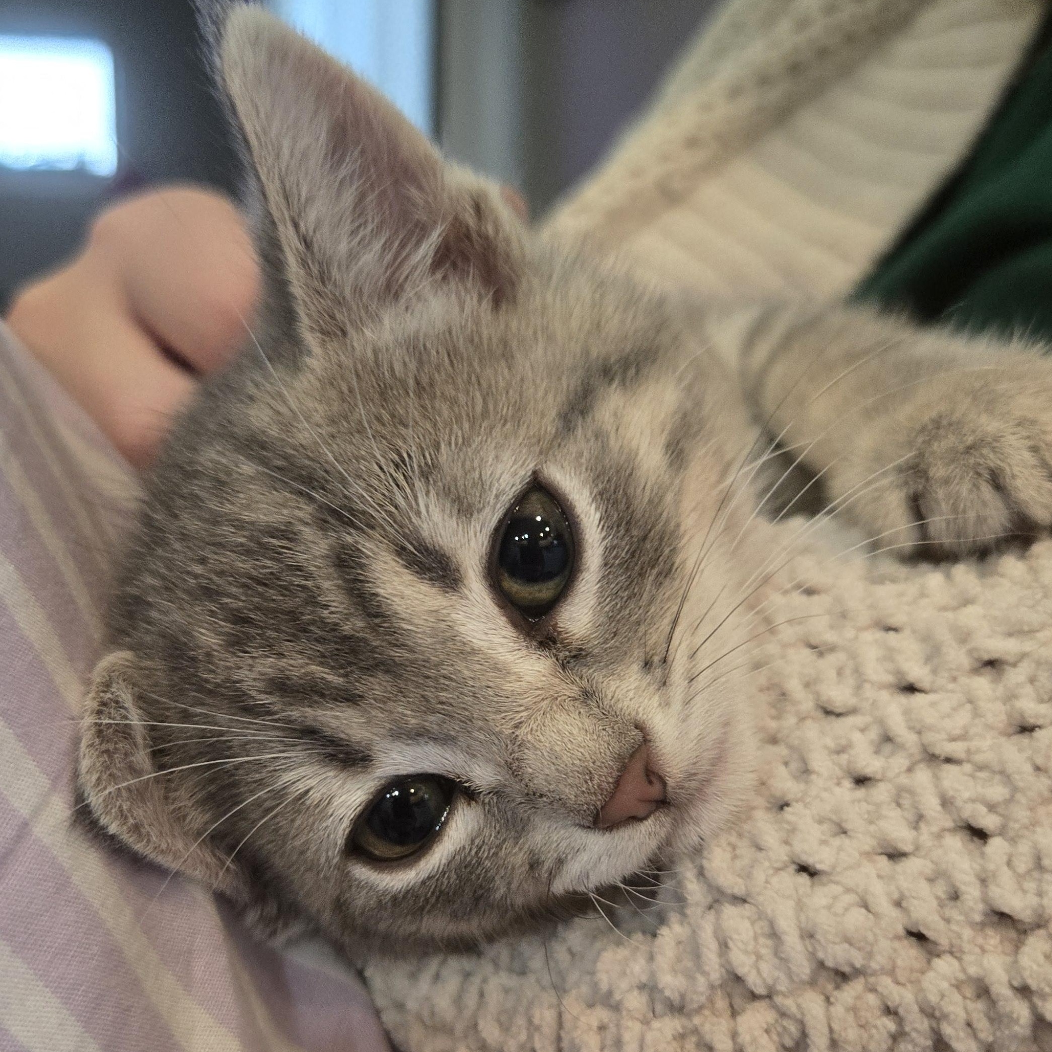 Tundra, ADOPTABLE, Kitten Female Tabby.