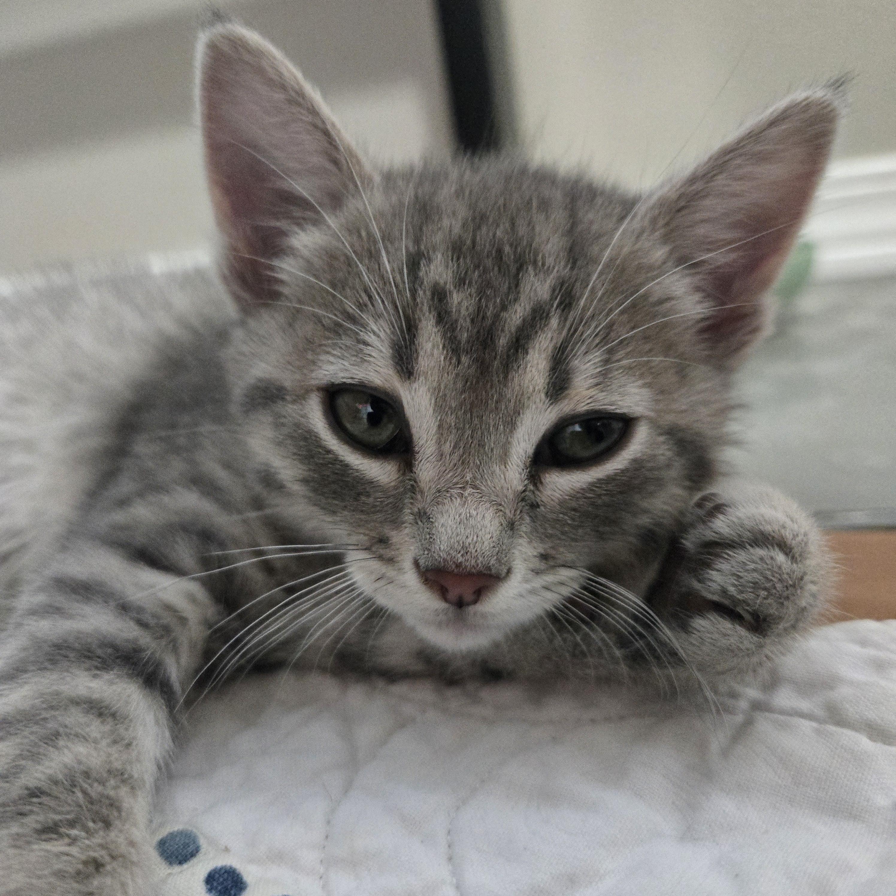 Enlarge Tundra, a ADOPTABLE Tabby in Pasco, WA image 2/4
