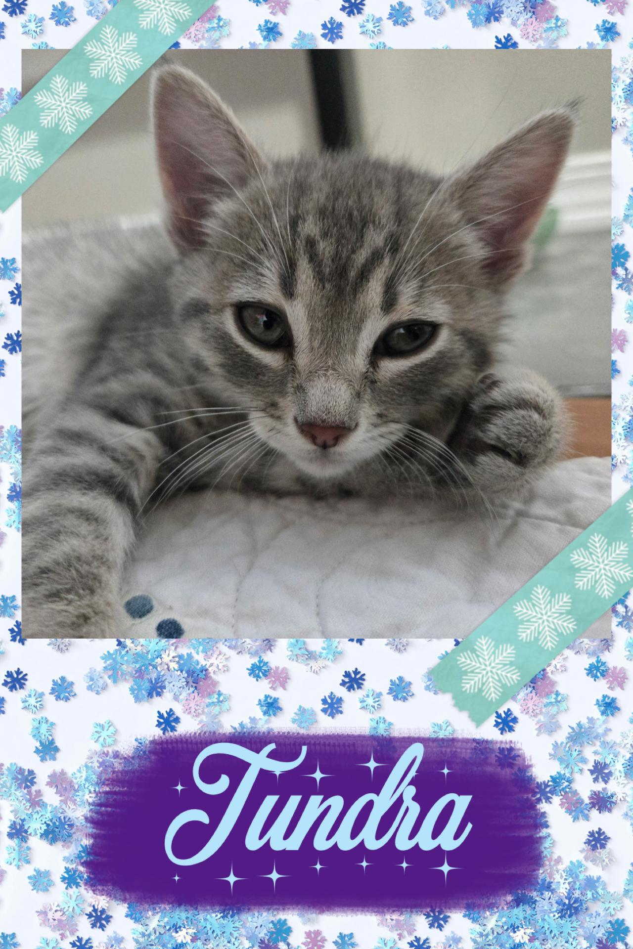 Enlarge Tundra, a ADOPTABLE Tabby in Pasco, WA image 3/4