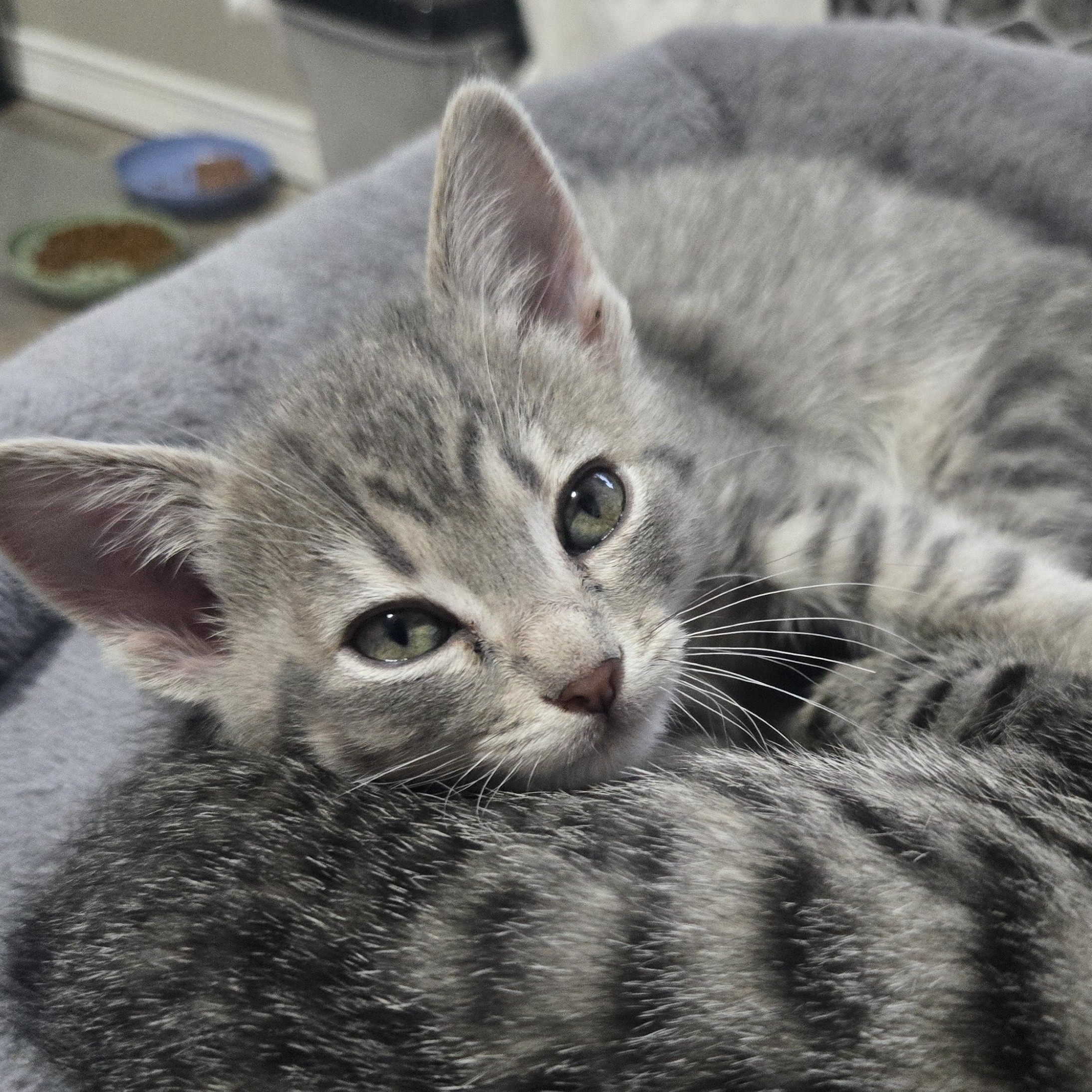 Enlarge Tundra, a ADOPTABLE Tabby in Pasco, WA image 4/4