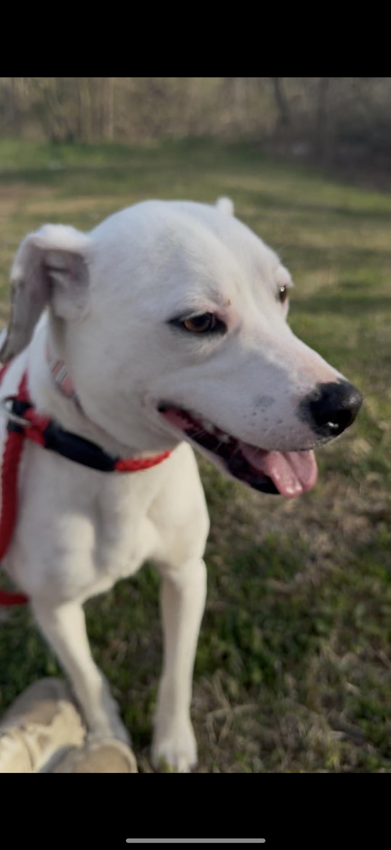 Ellie, Adoptable, Young Female Dogo Argentino & Pointer.