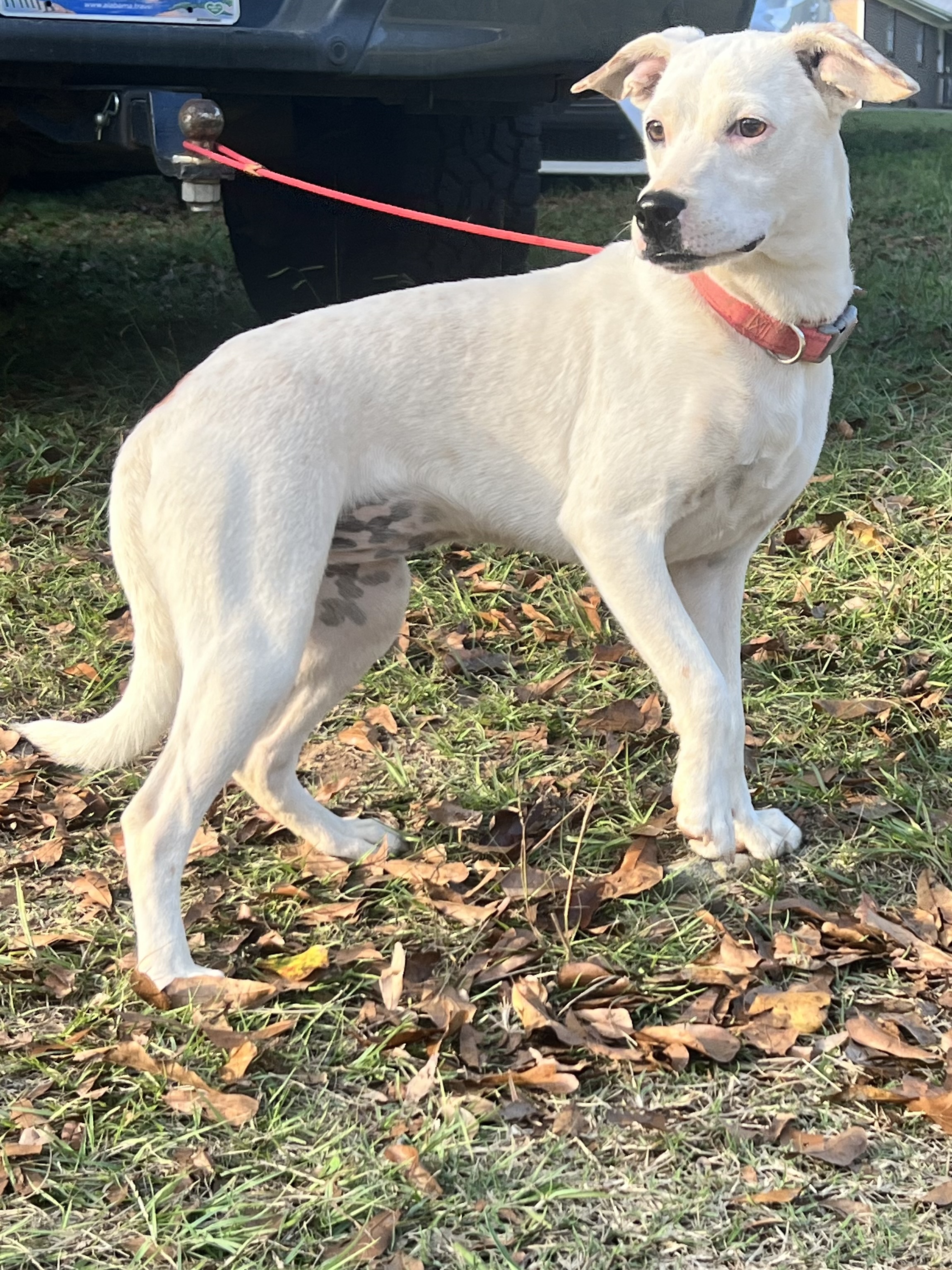 Enlarge Ellie, a Adoptable mixed breed in Falmouth, MA image 2/3