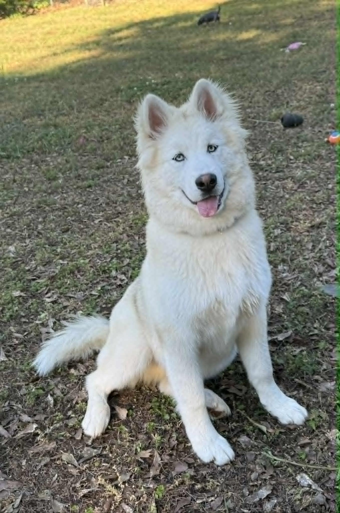 Gunner, a ADOPTABLE mixed breed in Smyrna, GA image 2/3