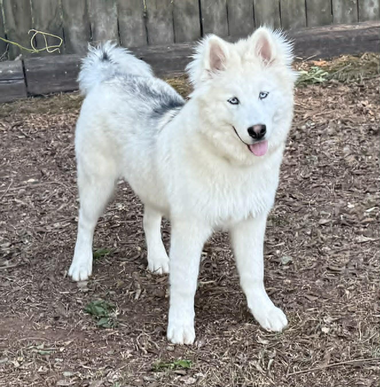 Gunner, a ADOPTABLE mixed breed in Smyrna, GA image 3/3