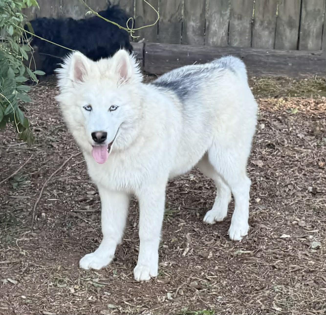 Gunner, ADOPTABLE, Puppy Male Siberian Husky & Alaskan Malamute.