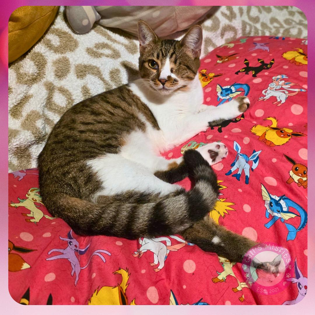 Enlarge Ivy, a Adoptable Domestic Short Hair in Santa Ana, CA image 6/6