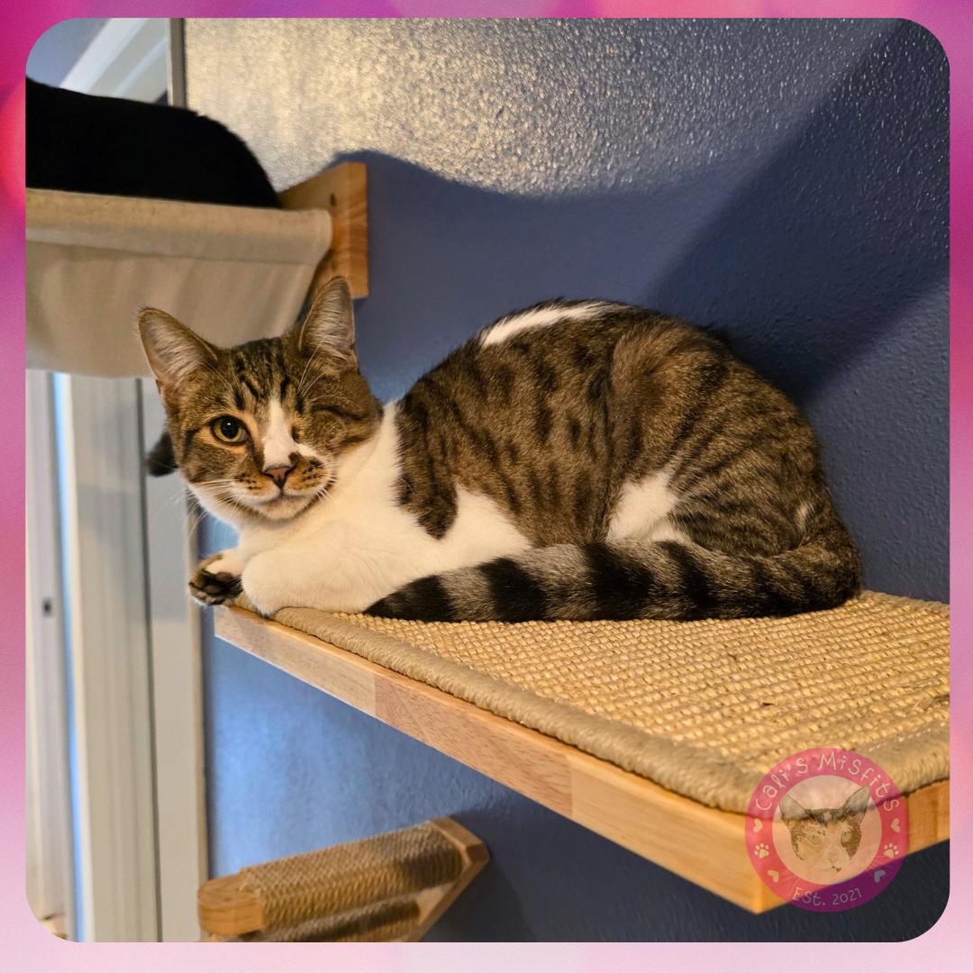 Enlarge Ivy, a Adoptable Domestic Short Hair in Santa Ana, CA image 4/6