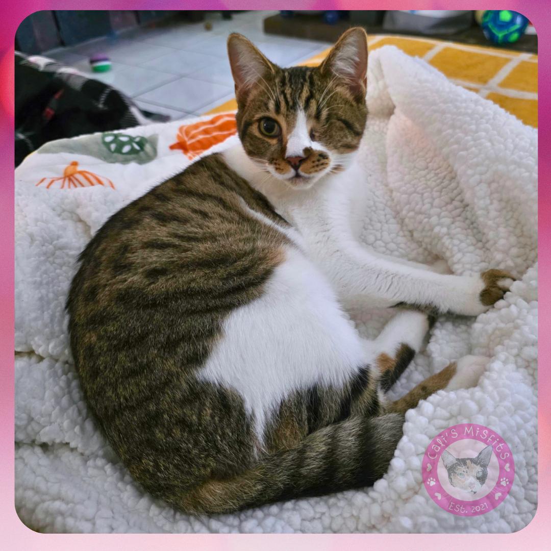 Ivy, Adoptable, Young Female Domestic Short Hair.