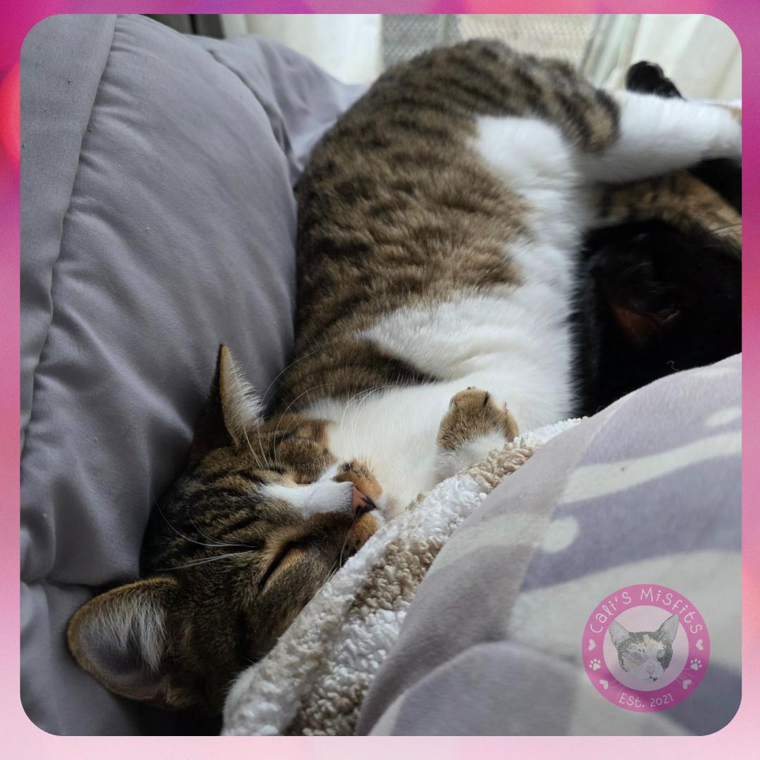 Enlarge Ivy, a Adoptable Domestic Short Hair in Santa Ana, CA image 5/6