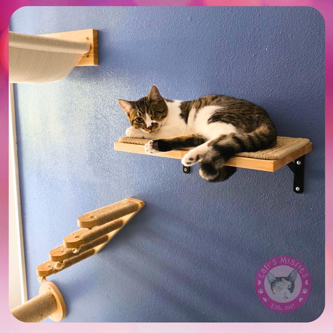 Enlarge Ivy, a Adoptable Domestic Short Hair in Santa Ana, CA image 3/6