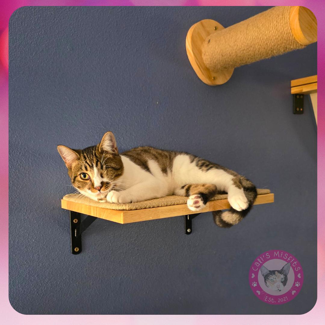 Enlarge Ivy, a Adoptable Domestic Short Hair in Santa Ana, CA image 2/6