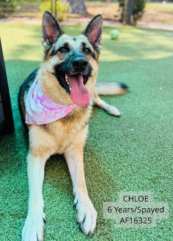 Chloe, Adoptable, Adult Female German Shepherd Dog.