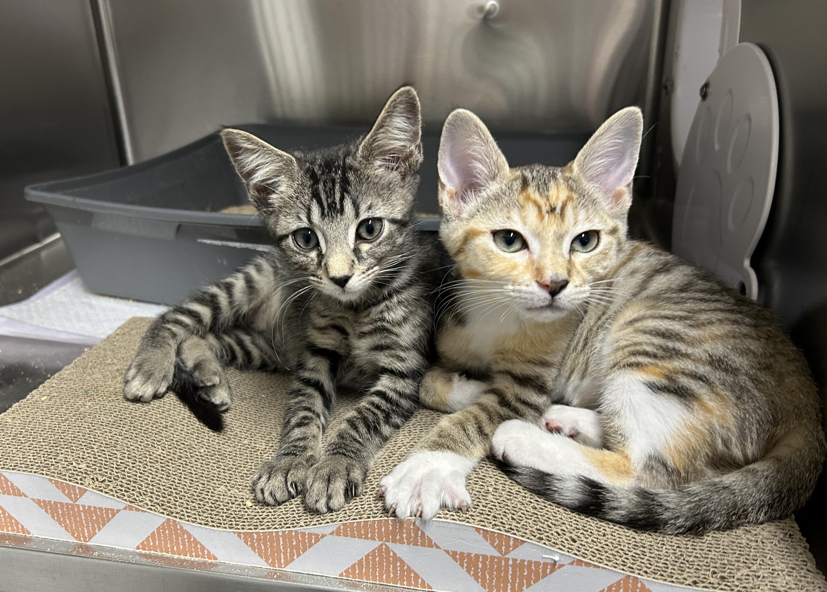 Cello and Bongo, adopted, Kitten Female Domestic Short Hair.