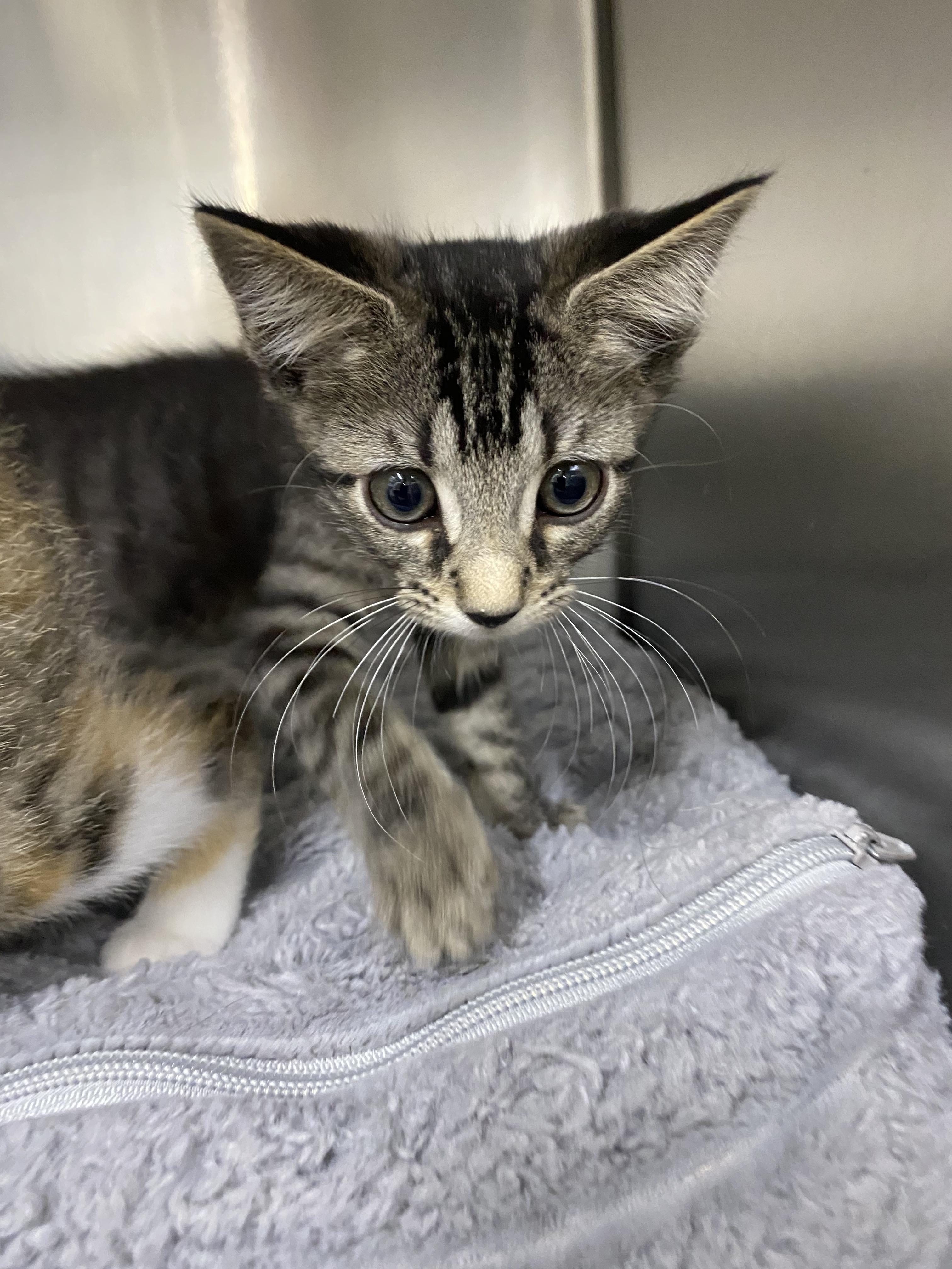 Enlarge Cello and Bongo, an adopted Domestic Short Hair in Waltham, MA image 4/5