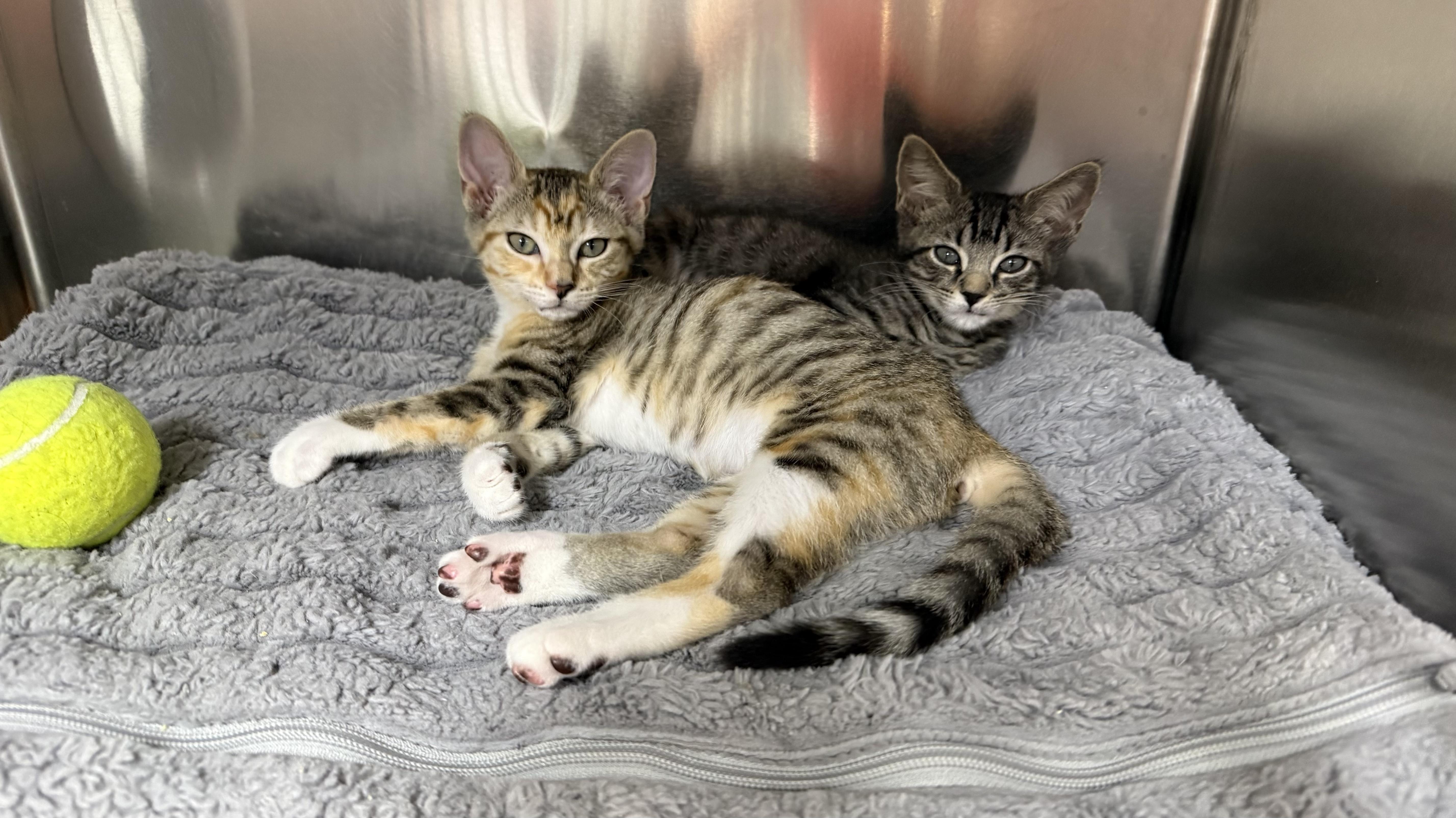 Enlarge Cello and Bongo, an adopted Domestic Short Hair in Waltham, MA image 2/5