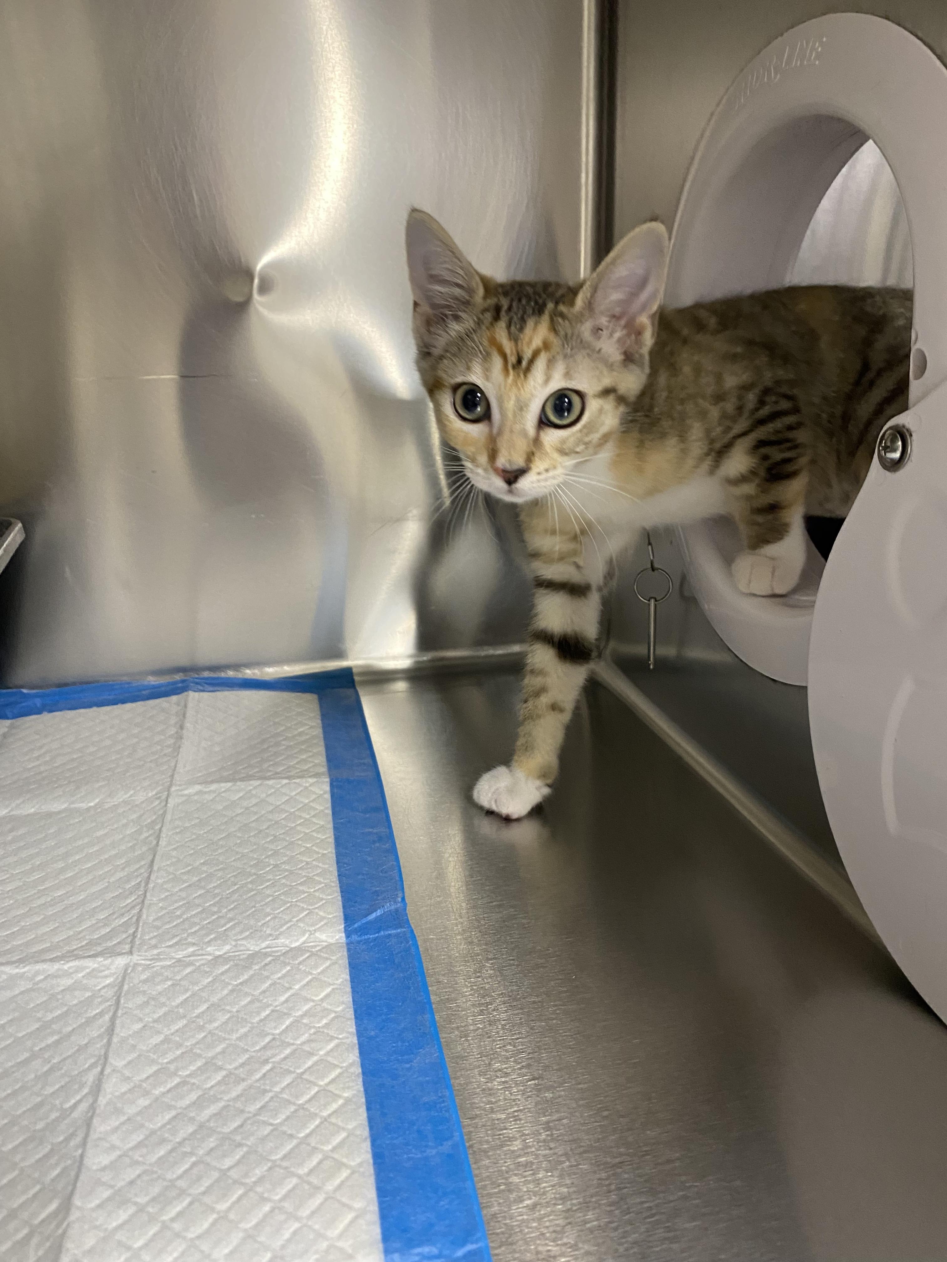 Enlarge Cello and Bongo, an adopted Domestic Short Hair in Waltham, MA image 5/5