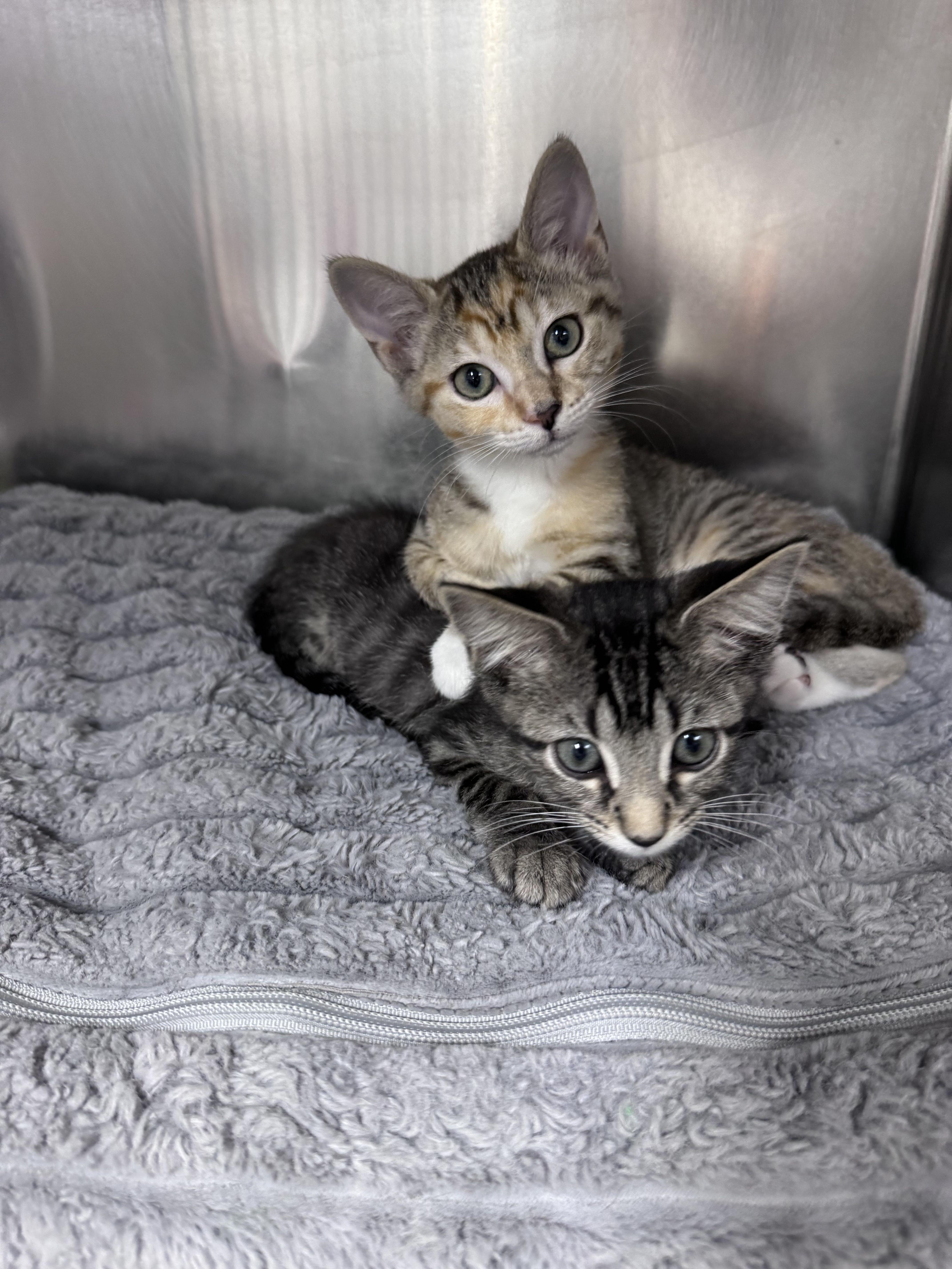Enlarge Cello and Bongo, an adopted Domestic Short Hair in Waltham, MA image 3/5