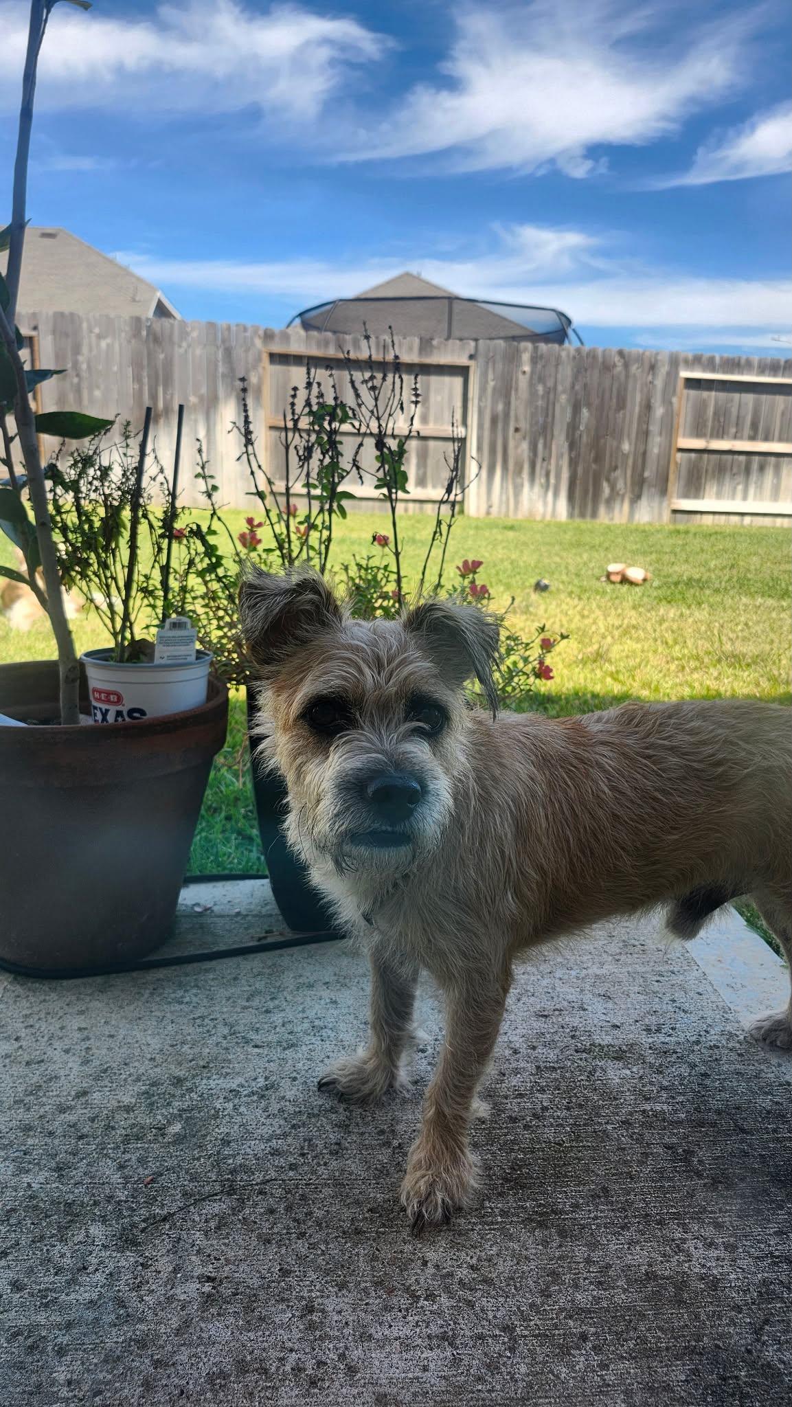 Enlarge Baxter, a Adopted mixed breed in Houston, TX image 4/5