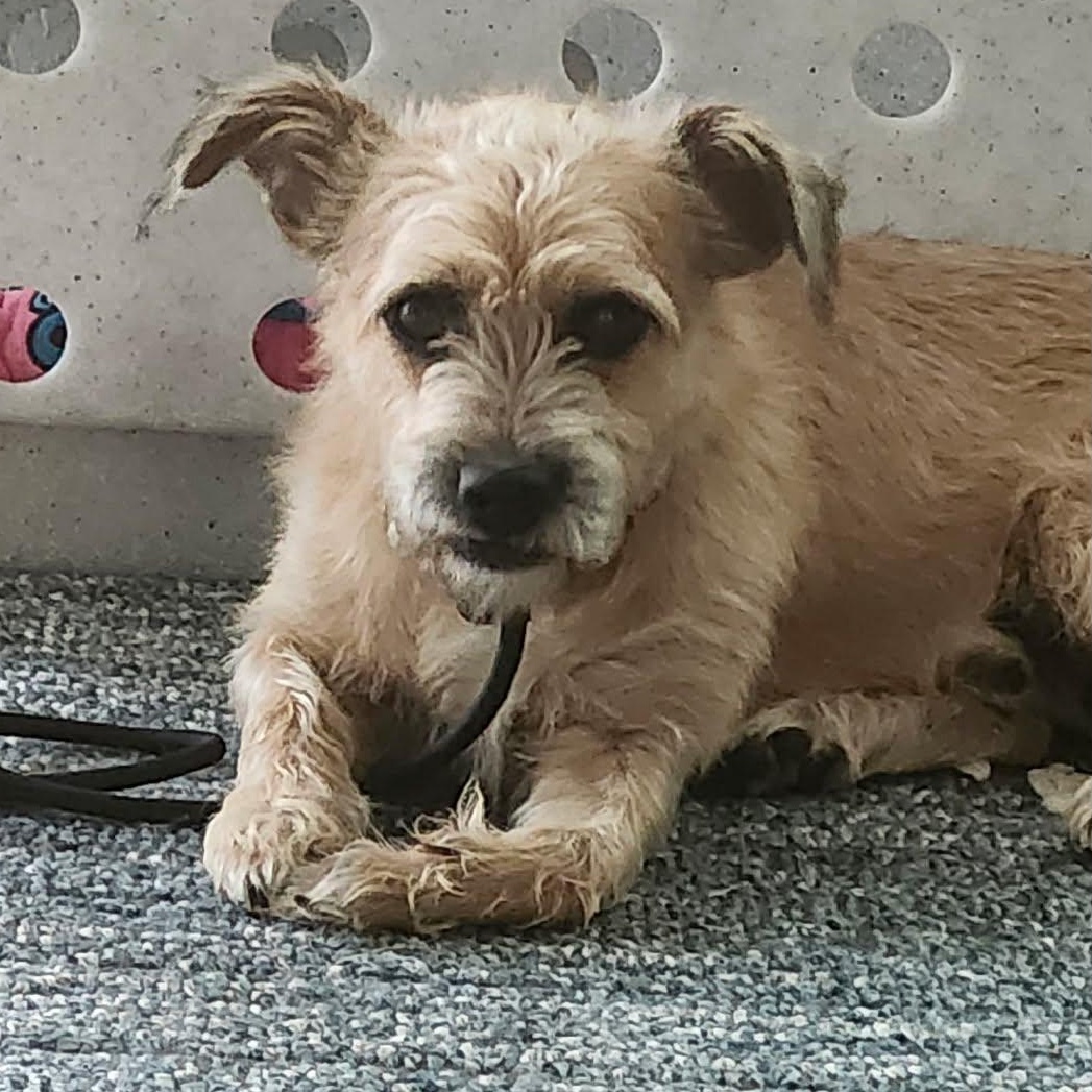 Baxter, Adopted, Adult Male Terrier.