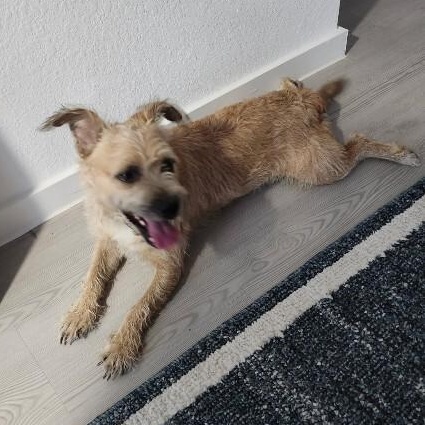 Enlarge Baxter, a Adopted mixed breed in Houston, TX image 3/5
