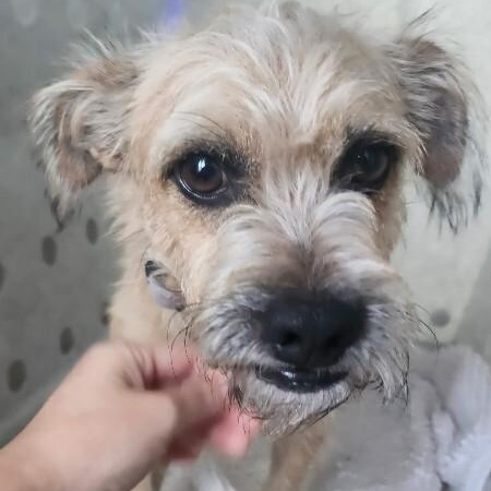 Enlarge Baxter, a Adopted mixed breed in Houston, TX image 5/5