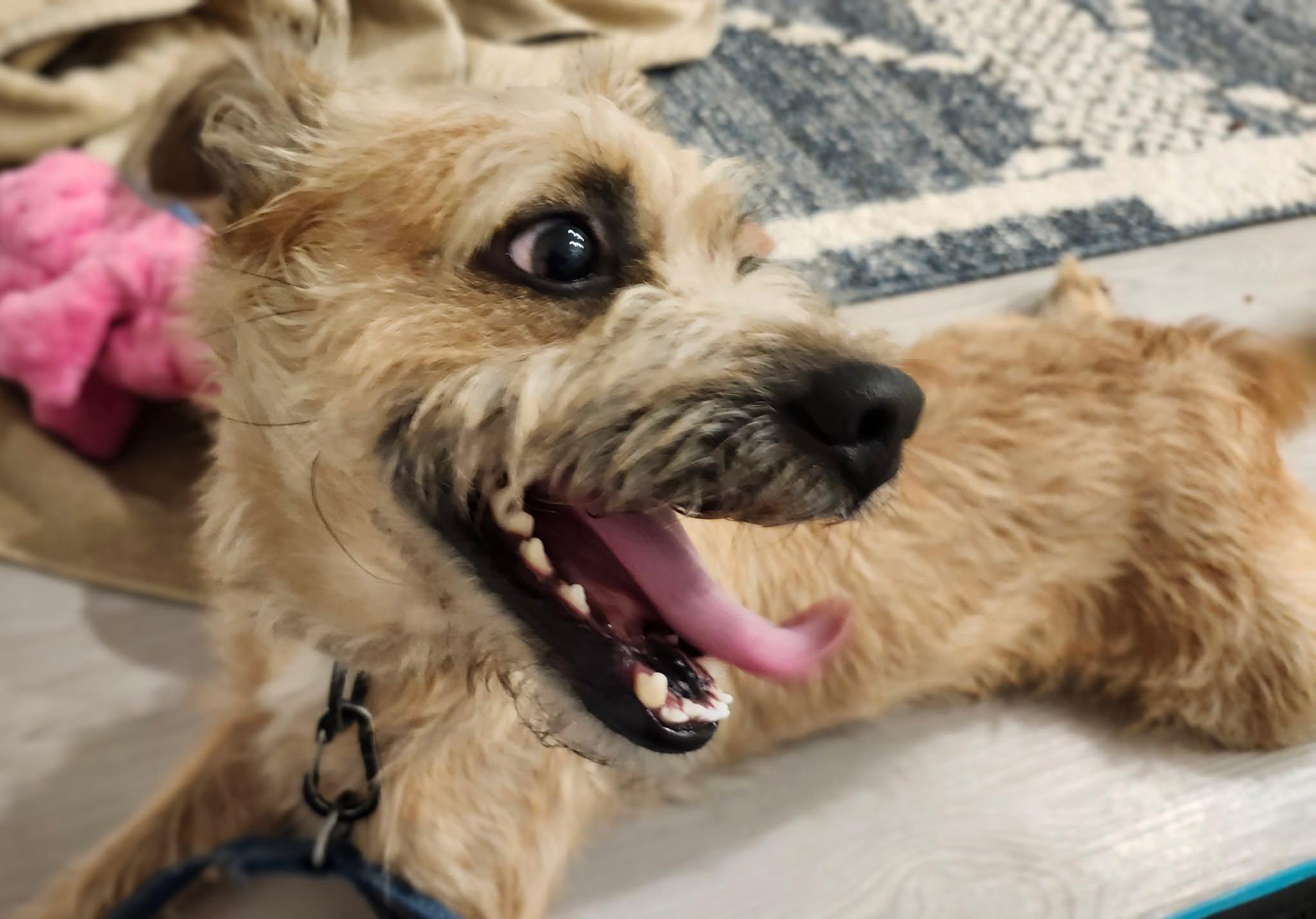 Enlarge Baxter, a Adopted mixed breed in Houston, TX image 2/5