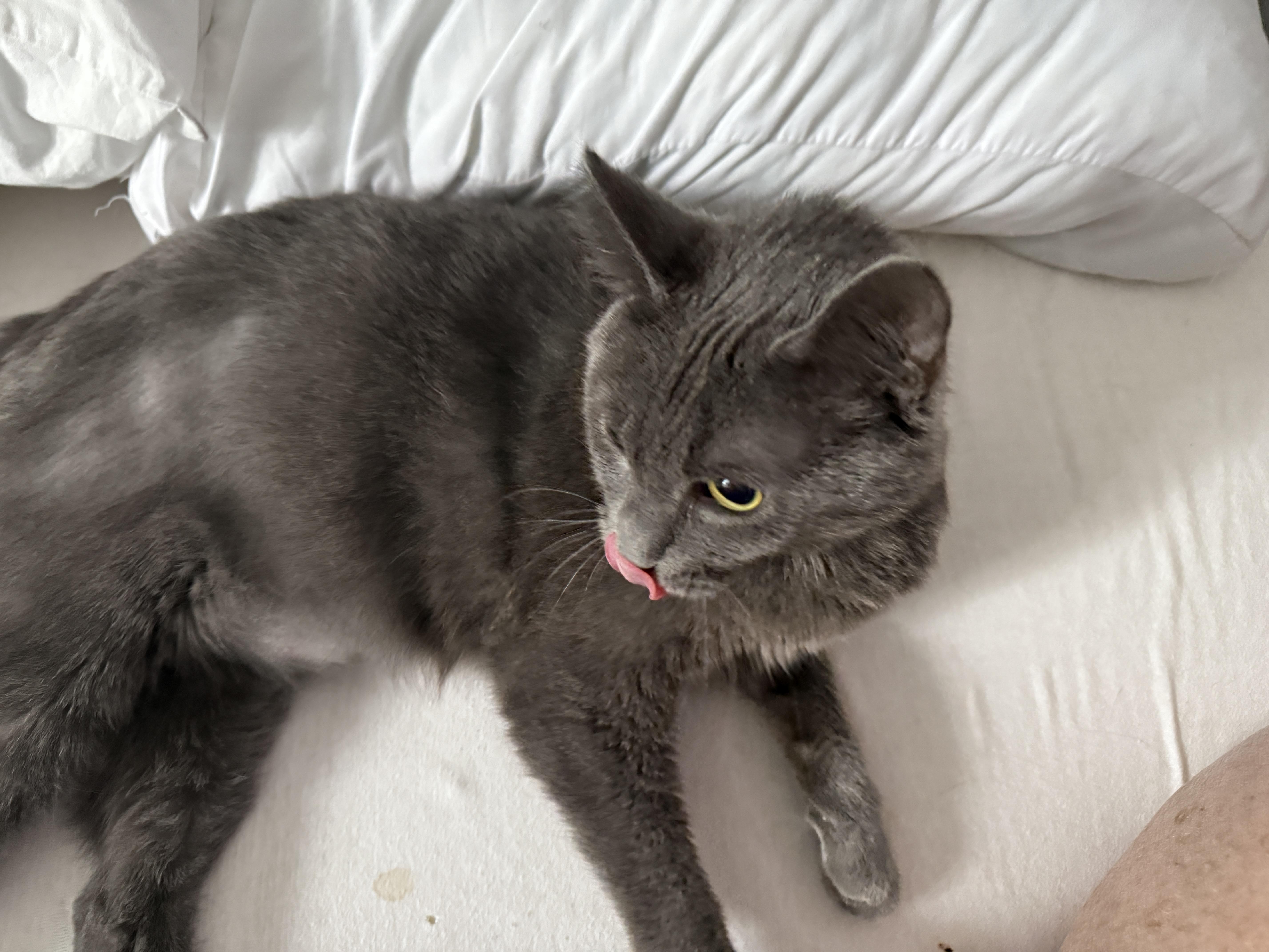 Enlarge Gromit aka Grumpy, a Adoptable Domestic Short Hair in Irmo, SC image 3/3