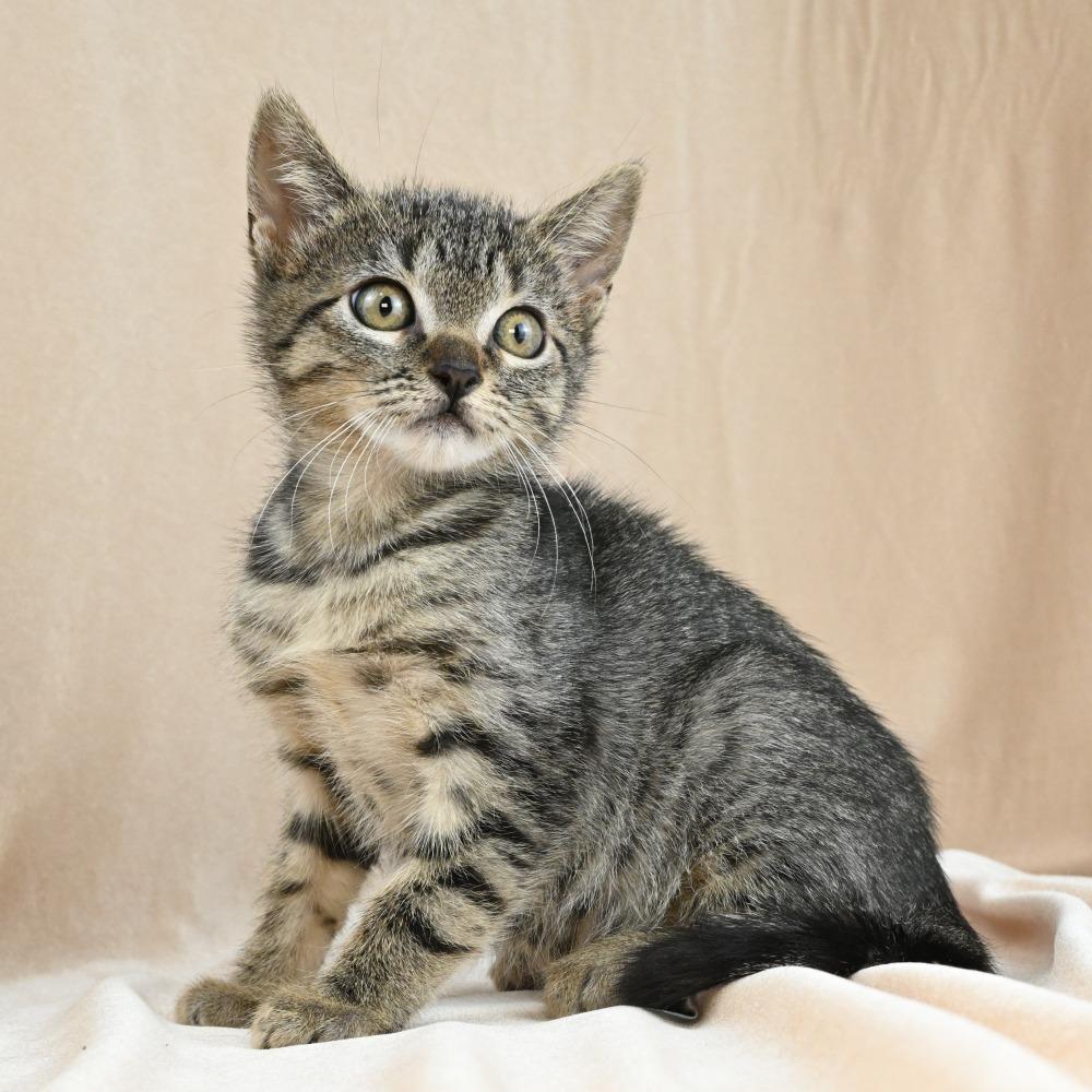 Enana, Adoptable, Kitten Female Domestic Short Hair.