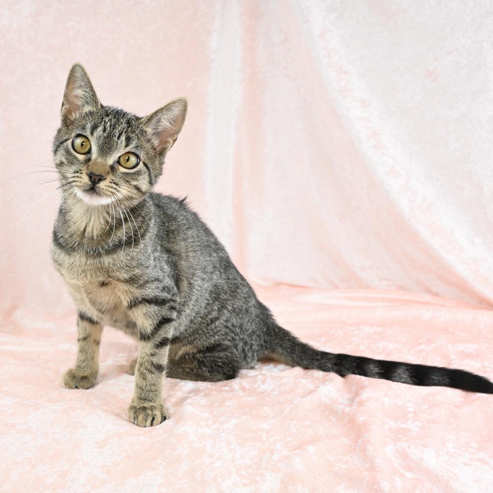 Enana, Adoptable, Kitten Female Domestic Short Hair.