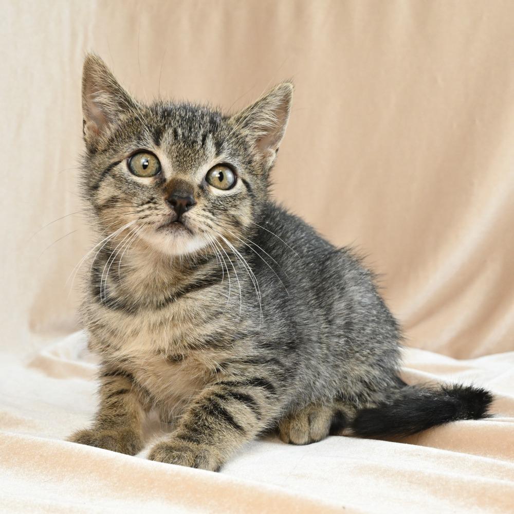 Enana, a Adoptable Domestic Short Hair in Mobile, AL image 2/5