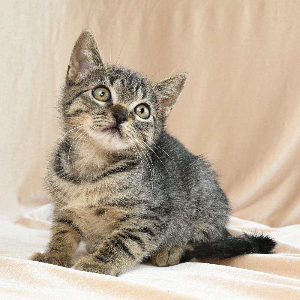 Enana, a Adoptable Domestic Short Hair in Mobile, AL image 3/5