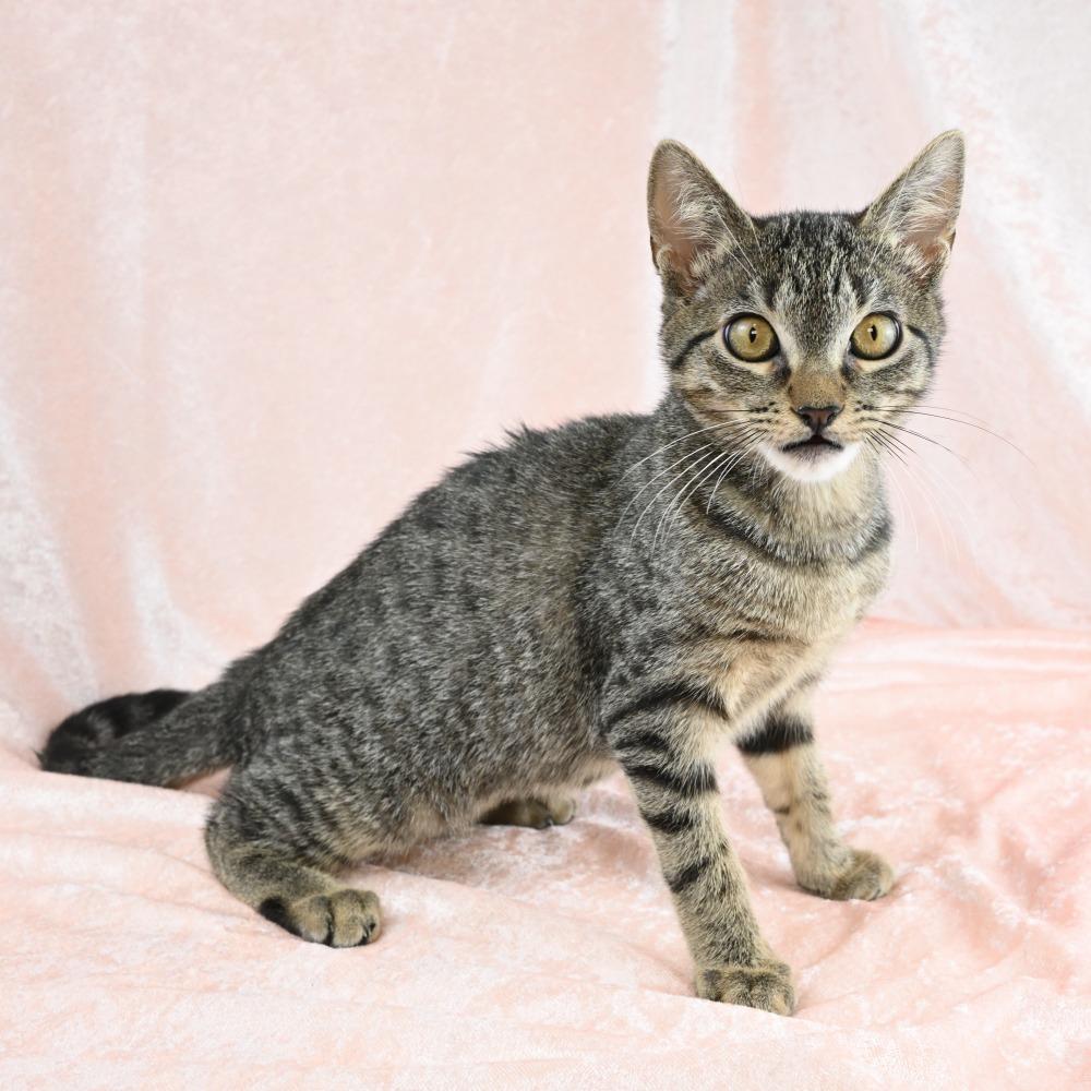 Enana, a Adoptable Domestic Short Hair in Mobile, AL image 2/6