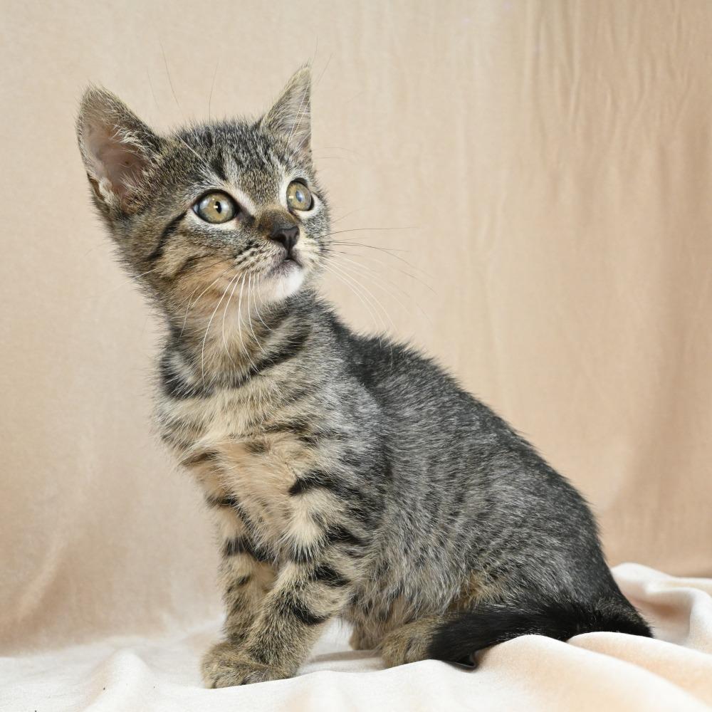 Enana, a Adoptable Domestic Short Hair in Mobile, AL image 4/5