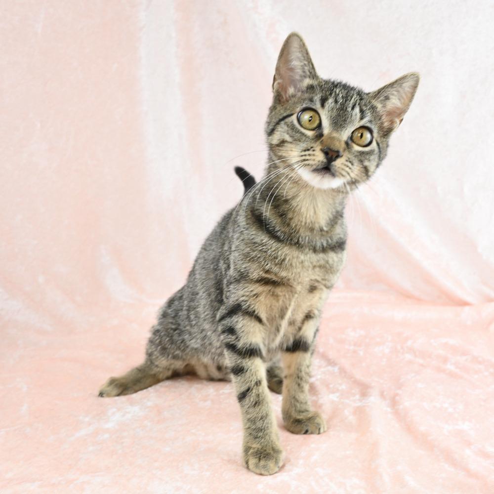 Enana, a Adoptable Domestic Short Hair in Mobile, AL image 3/6