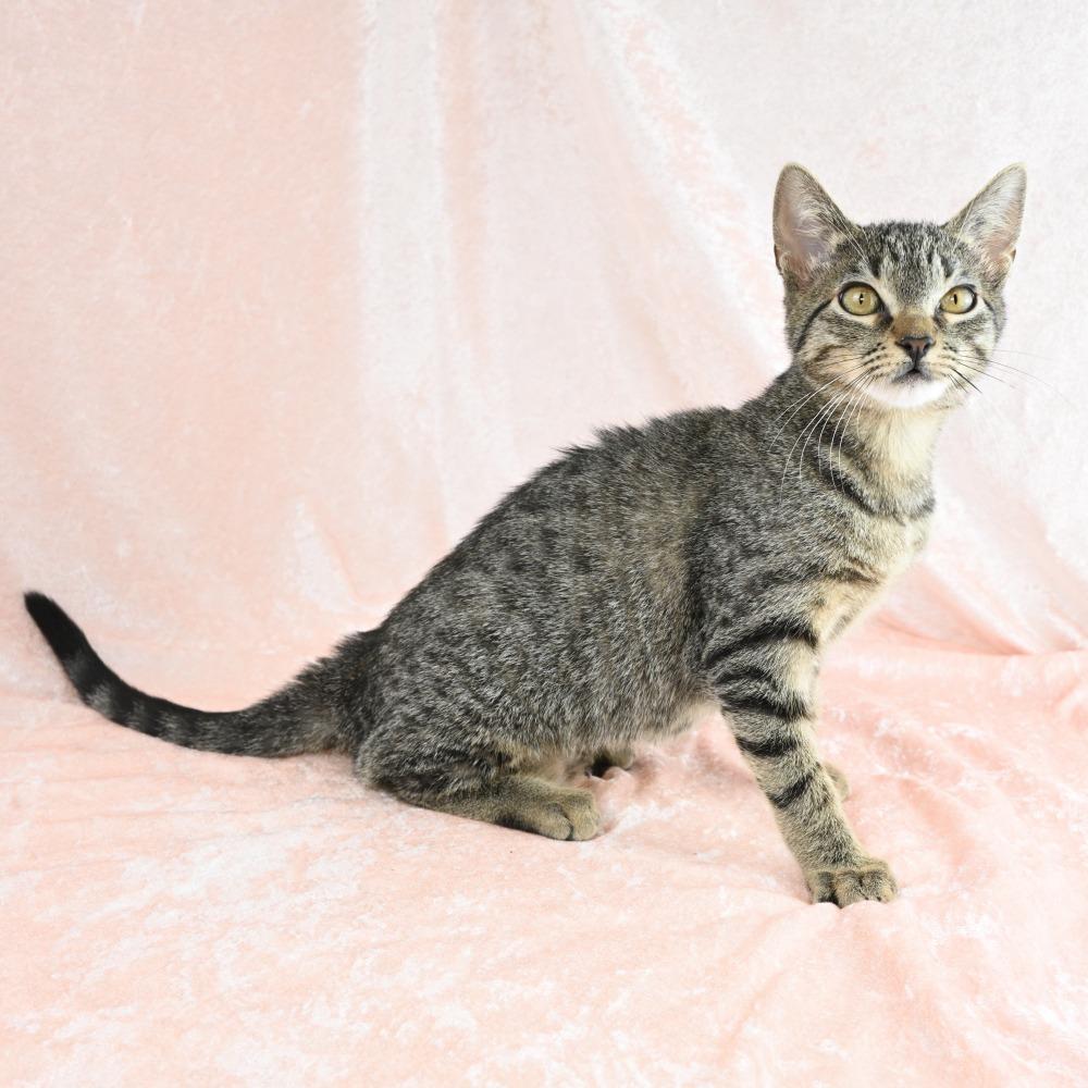 Enana, a Adoptable Domestic Short Hair in Mobile, AL image 4/6