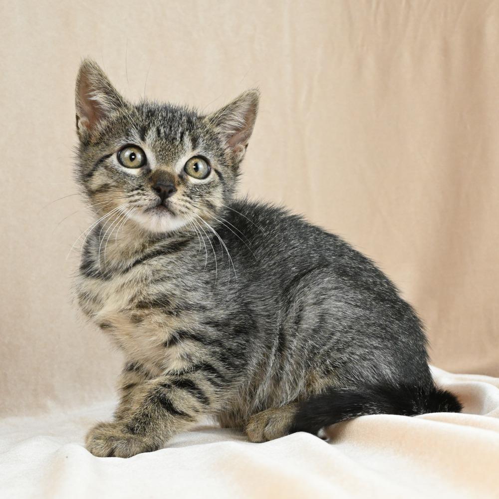 Enana, a Adoptable Domestic Short Hair in Mobile, AL image 5/5