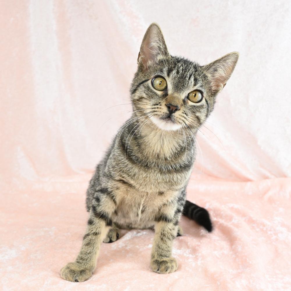Enana, a Adoptable Domestic Short Hair in Mobile, AL image 5/6